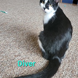 Thumbnail photo of Diver #2