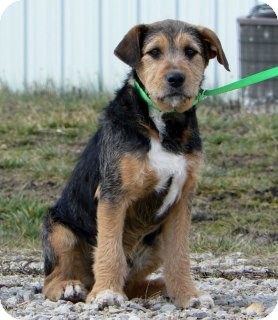 airedale mix puppies