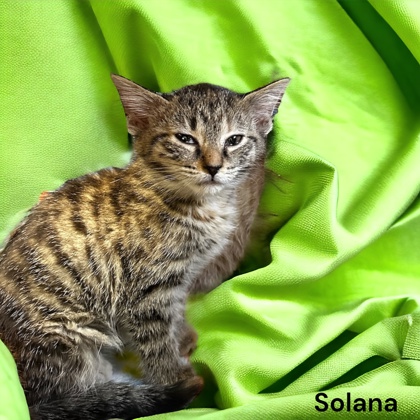 Photo of Solana