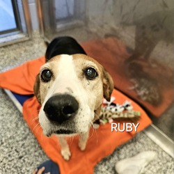 Thumbnail photo of Ruby #3