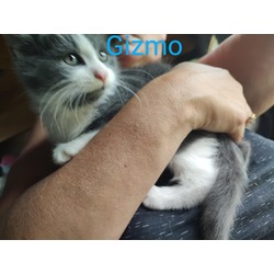 Thumbnail photo of Gizmo #2