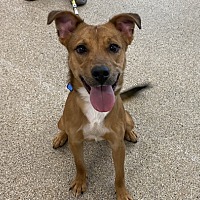 adopt a pet