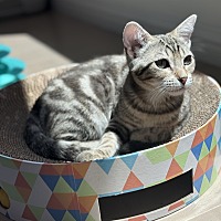 adopt a pet
