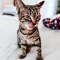 adopt a pet