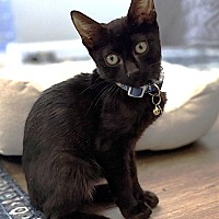 adopt-pet