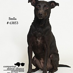 Thumbnail photo of Stella (Foster) #2