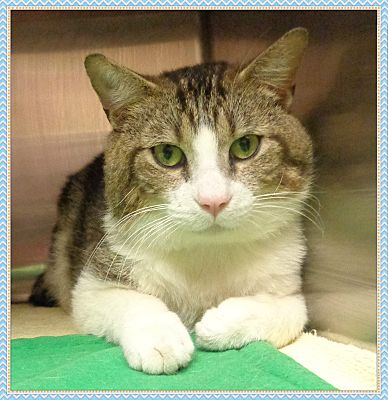 Marietta, GA - Domestic Shorthair. Meet CORONA (R) a Pet for Adoption.