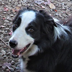 Photo of Lacy