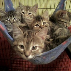 Thumbnail photo of Foster Homes Needed  (Kittens Pictured R Adopted) #1