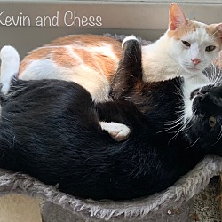 Thumbnail photo of We are Kevin, Cody and Chess! #4