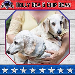 Photo of Holly Bea +