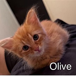 Photo of Olive