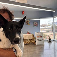 adopt a pet