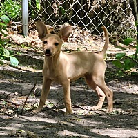adopt a pet