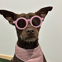 adopt a pet