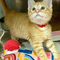 adopt a pet