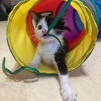 adopt-pet