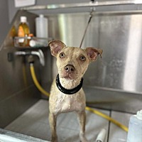 adopt a pet