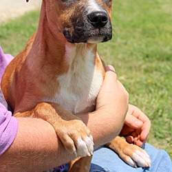 Thumbnail photo of Boonie~adopted! #2