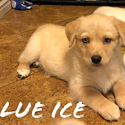 Thumbnail photo of Blue Ice #2