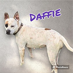 Photo of DAFFIE