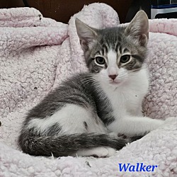 Photo of WALKER