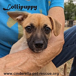 Photo of Lollipuppy