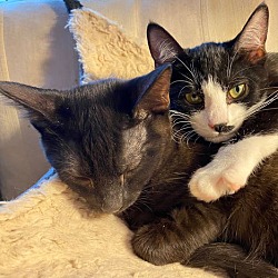 Thumbnail photo of Ollie & Yvette - bonded siblings #3