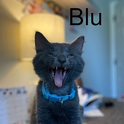 Thumbnail photo of Blu #2