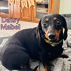 Thumbnail photo of Daisy Mabel #2