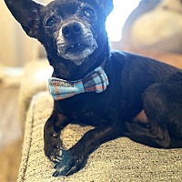 adopt-pet
