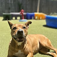 adopt a pet