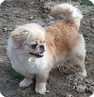 pekingese mix poodle