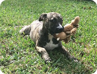 boxer dutch shepherd mix