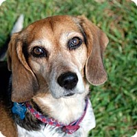 Houston, TX - Beagle. Meet Birdie a Pet for Adoption.