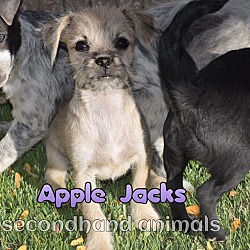 Thumbnail photo of Apple Jacks #1