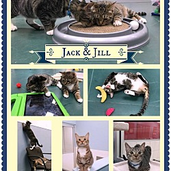 Thumbnail photo of Jack & Jill #2