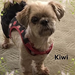 Photo of Kiwi
