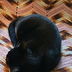 Photo of Loki