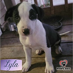 Photo of Castaways Litter: Lyla