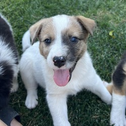 Photo of *Ghostie* Puppy
