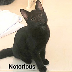 Photo of Notorious