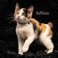Photo of Saffron