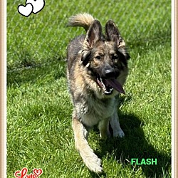 Photo of Flash