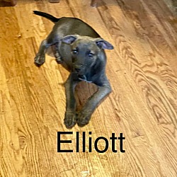 Thumbnail photo of Elliott #2