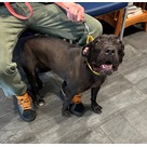 Adopt A Pet :: Moonpie - Jackson, MI