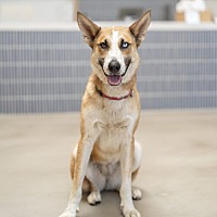 adopt a pet