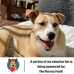 Photo of Goldie D9735 (Sponsored)