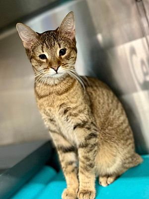 Providence, RI - Domestic Shorthair. Meet Banana a Pet for Adoption ...