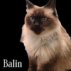 Photo of Balin